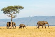 12 days safari and Kilimanjaro