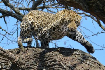 4 day safari Tanzania Serengeti Ngorongoro