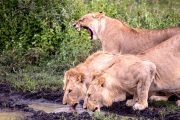 4 days safari Serengeti ngorongoro