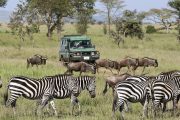 4 days serengeti ngorongoro game drives