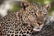 5 days Northern Tanzania Safari