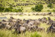 6 days Tanzania safari Wildebeests