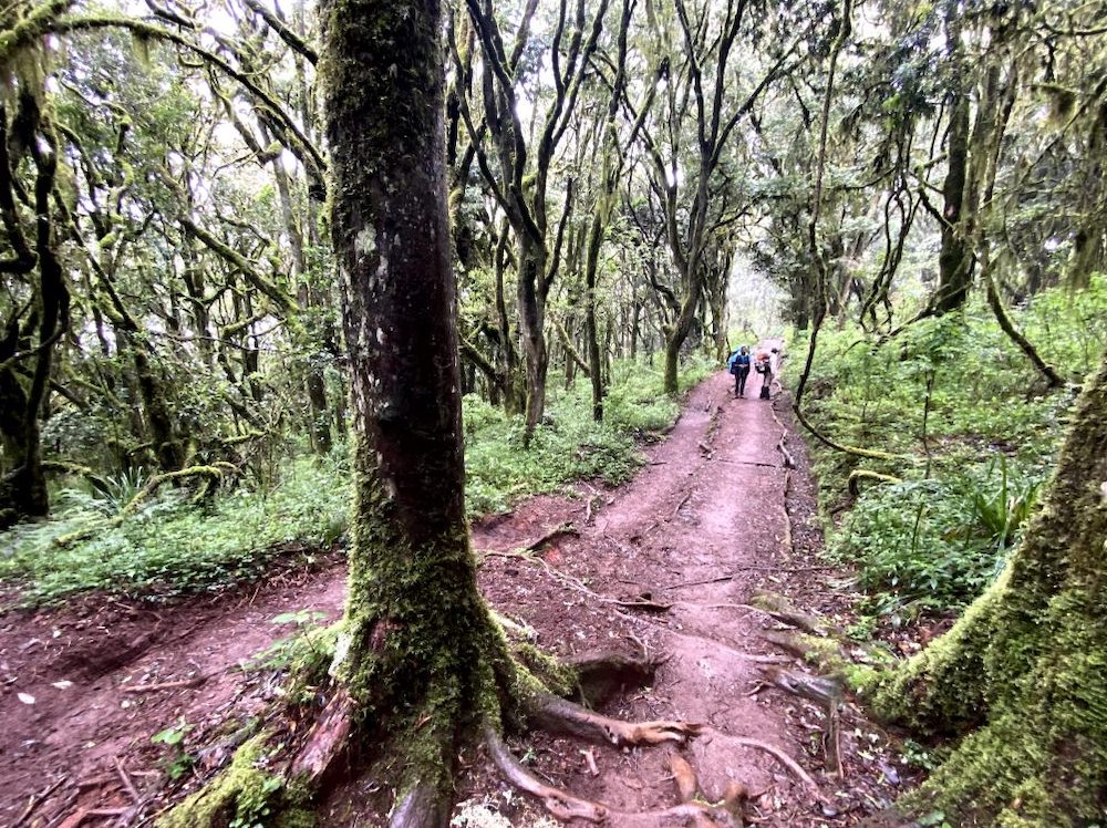 Maundi Crater Kilimanjaro Trails